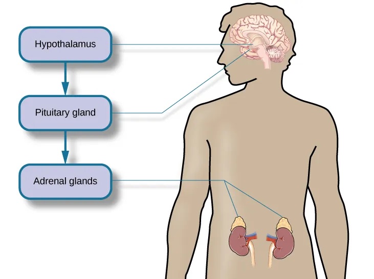 Diagram of the hypothalamic-pituitary-adrenal axis